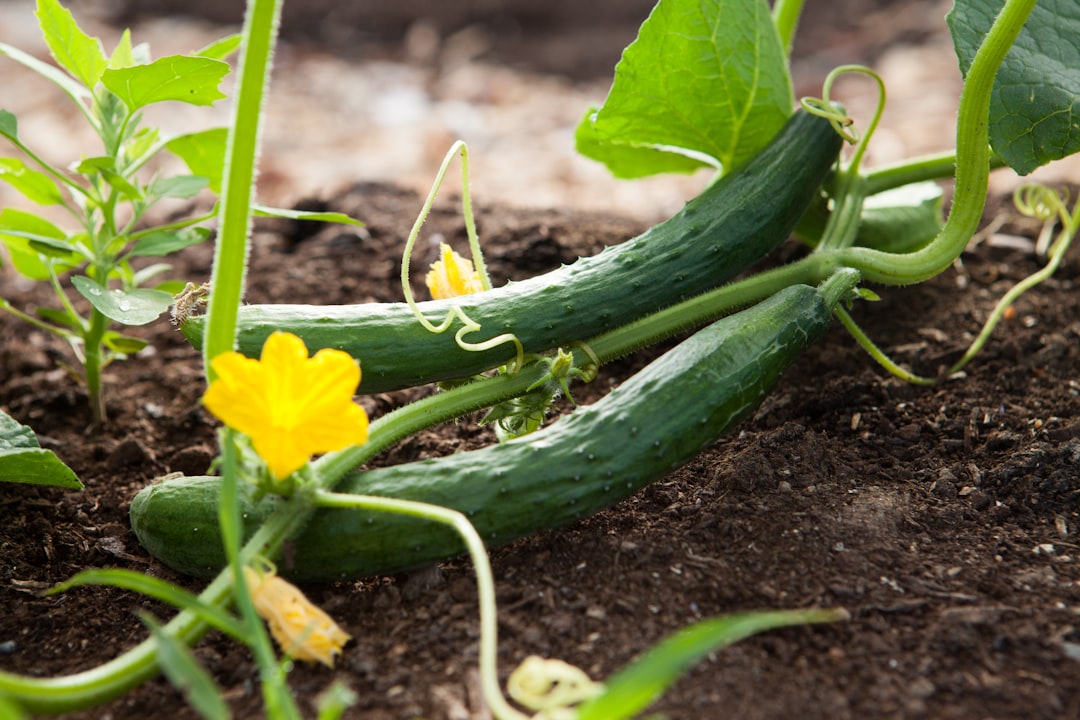 Photo Vegetable garden