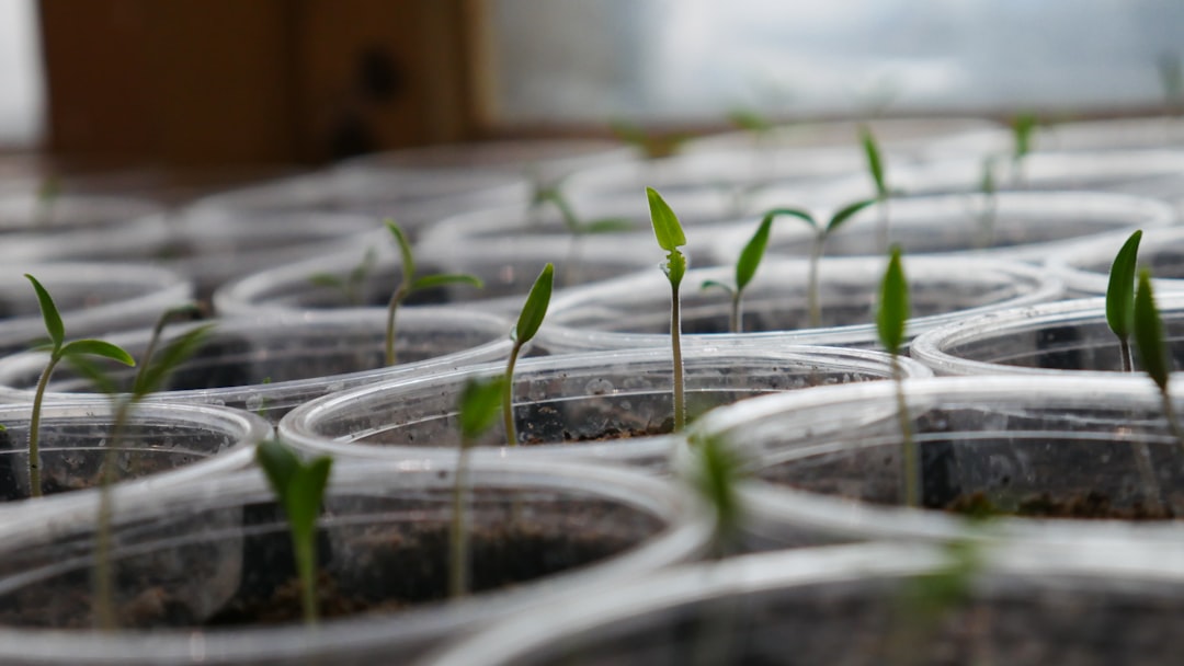 Photo Seedling trays