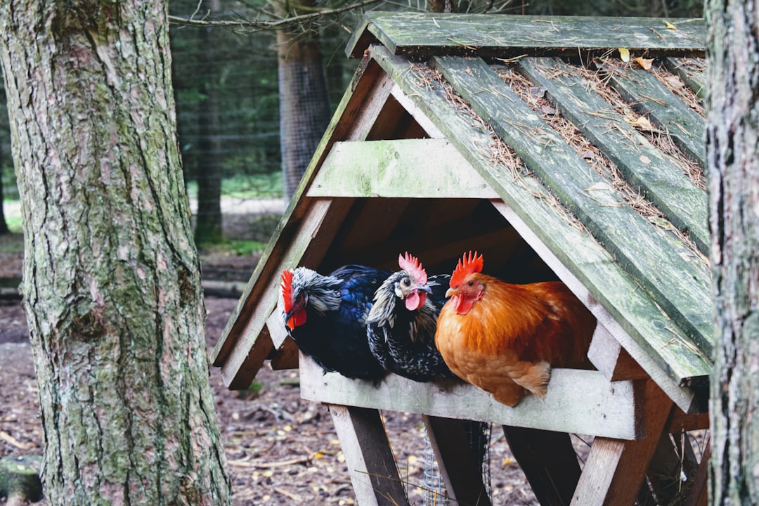 Photo Chicken coop