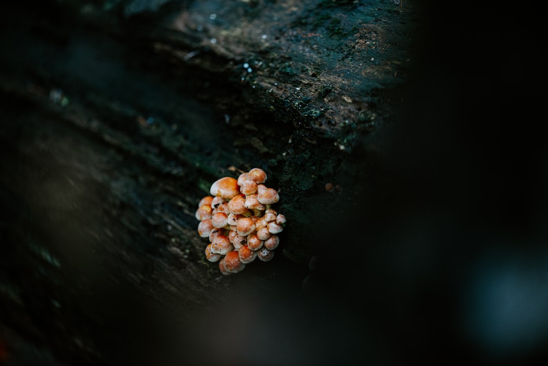 Photo Growing mushrooms