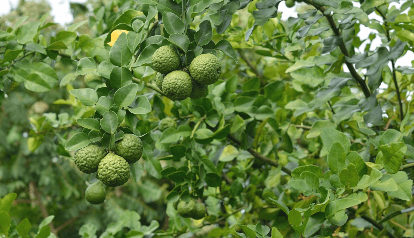 Kaffir Lime Trees