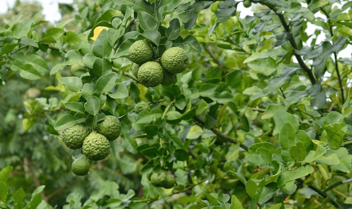 Kaffir Lime Leaves