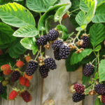 Marionberry Cultivation: How to Plant, Grow and Care Guide