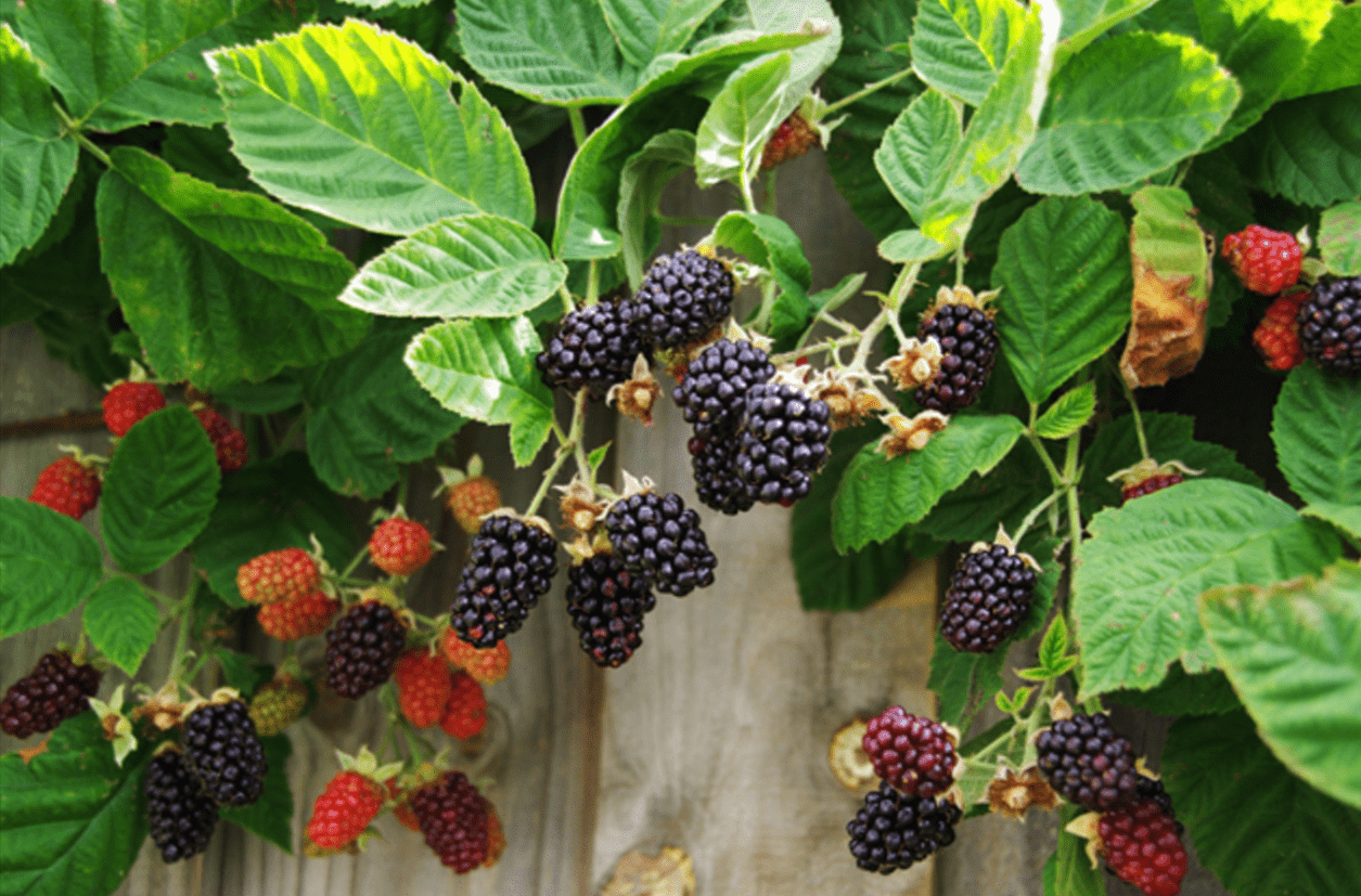 Marionberry