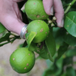 Recognizing, Preventing, and Managing Bacterial Canker in Fruit Trees