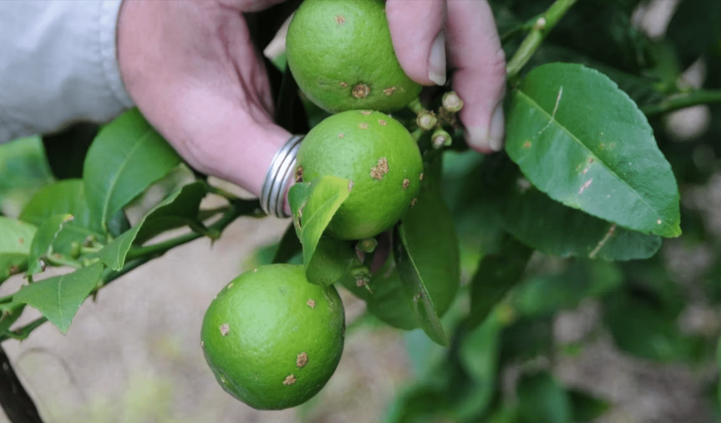 Bacterial Canker in Fruit Trees