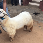 Bannur Sheep Farming: A Viable and Sustainable Option for Small-Scale Farmers