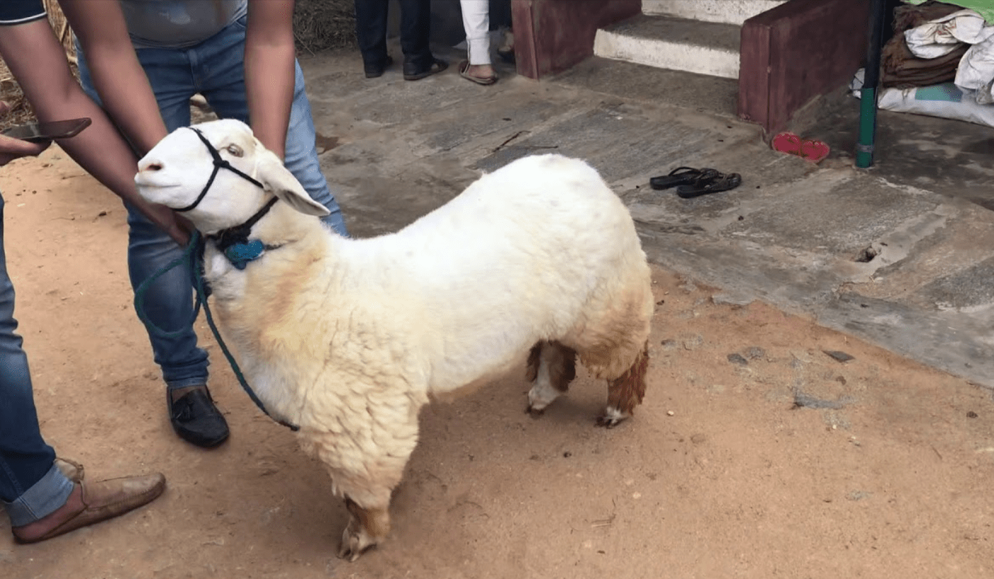 Bannur Sheep Farming