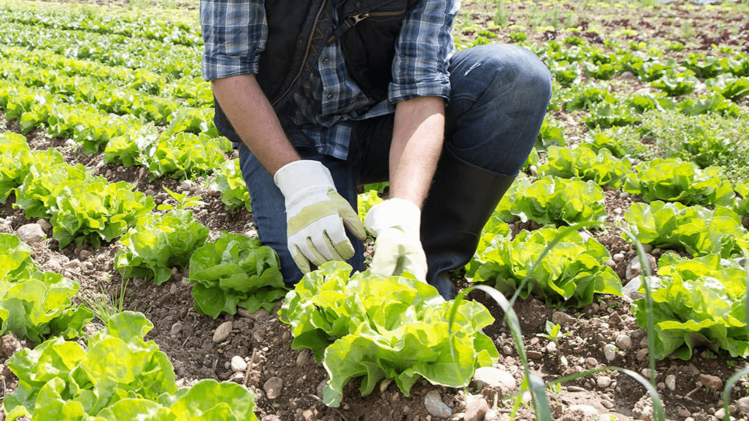 How to grow Lettuce